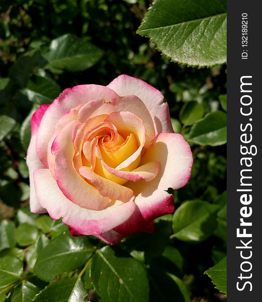 Flower, Rose, Rose Family, Pink