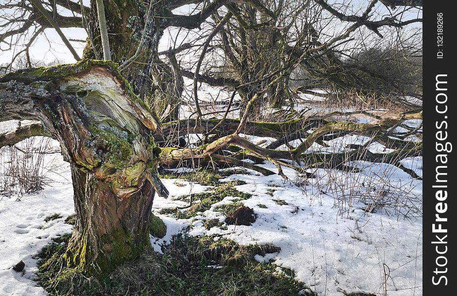 Snow, Tree, Winter, Water