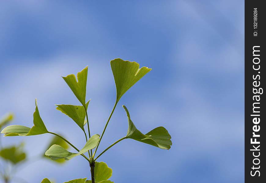 Leaf, Sky, Plant, Branch