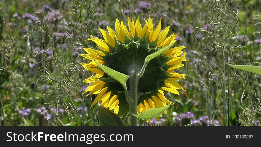 Flower, Plant, Wildflower, Flora