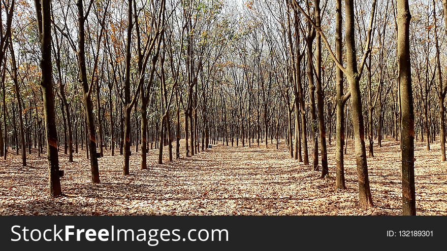 Woodland, Ecosystem, Tree, Grove