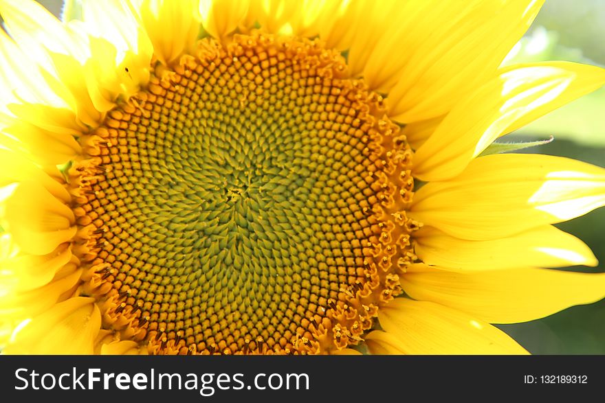 Flower, Sunflower, Yellow, Sunflower Seed