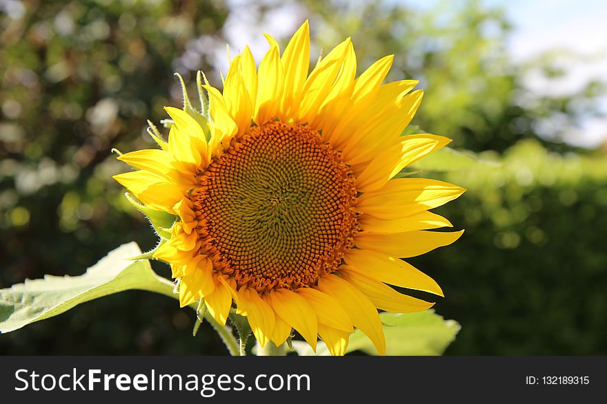 Flower, Sunflower, Yellow, Sunflower Seed