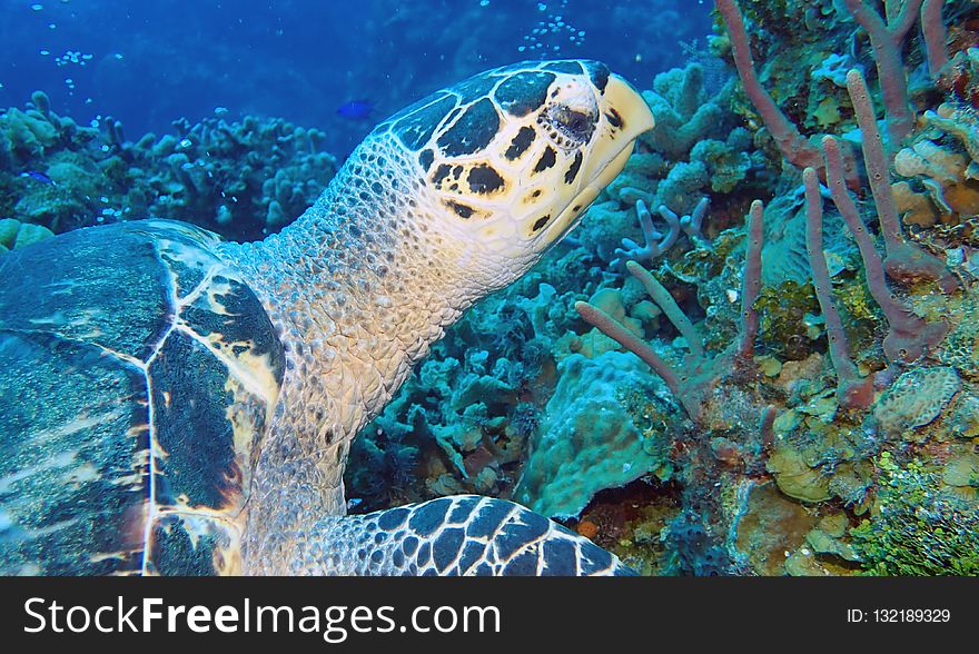 Sea Turtle, Ecosystem, Turtle, Coral Reef