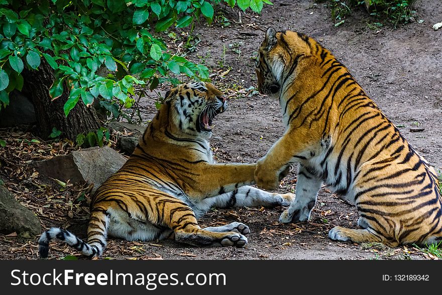 Tiger, Wildlife, Mammal, Wilderness