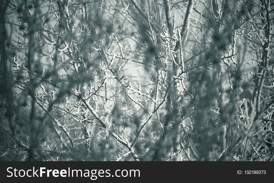 Branch, Tree, Nature, Black And White