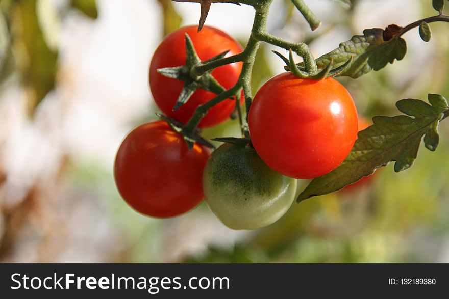 Natural Foods, Fruit, Tomato, Potato And Tomato Genus