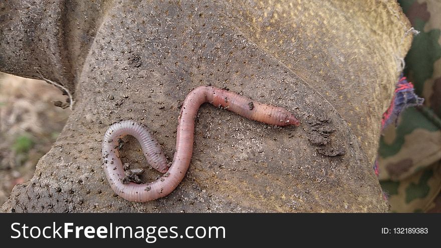 Ringed Worm, Soil, Organism, Terrestrial Animal