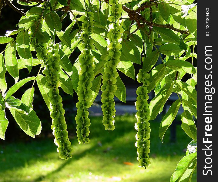 Plant, Leaf, Vegetation, Tree