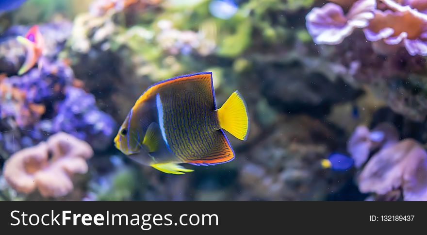 Coral Reef, Coral Reef Fish, Pomacentridae, Marine Biology