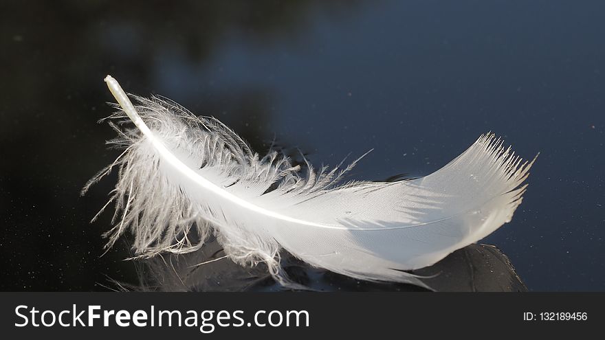 Feather, Wing, Bird, Close Up