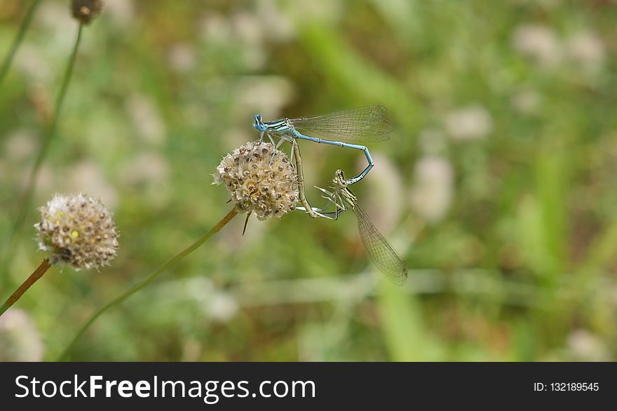 Insect, Fauna, Invertebrate, Macro Photography