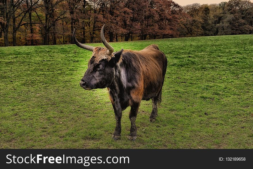 Cattle Like Mammal, Horn, Pasture, Wildlife