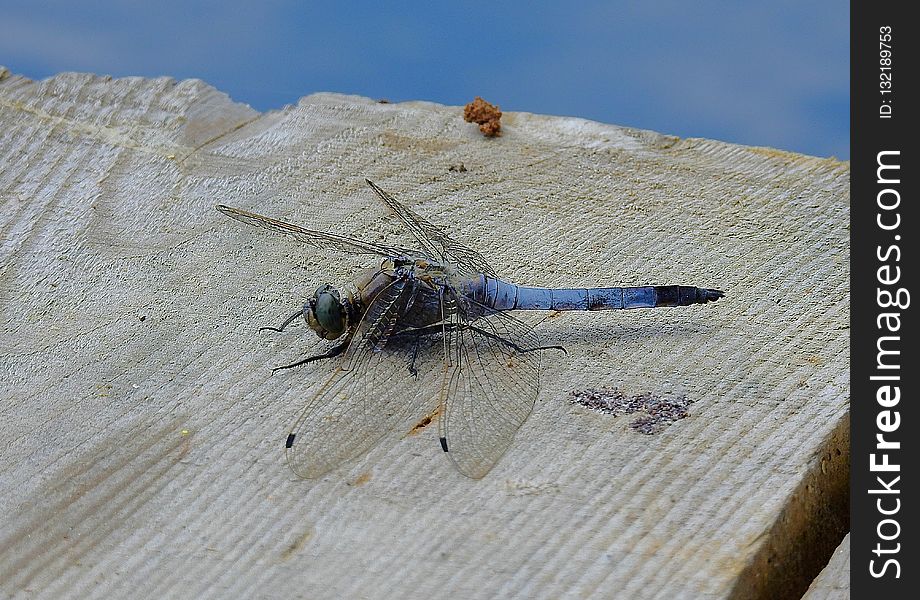 Insect, Fauna, Invertebrate, Dragonfly