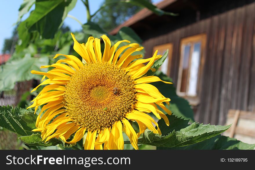 Flower, Sunflower, Yellow, Sunflower Seed