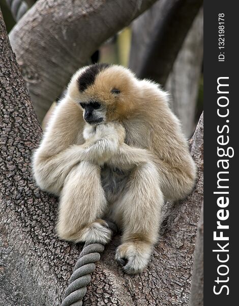 The white cheeked gibbon is sitting in a tree