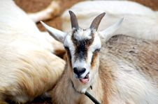 Funny Faced Goat Royalty Free Stock Images Funny Faced Goat Royalty Free Stock Images