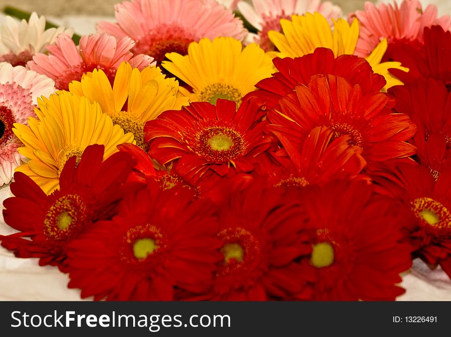 Colorful gerberas on a spring morning