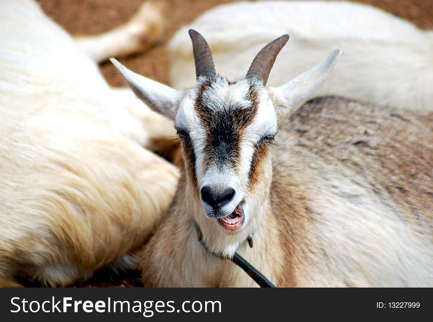 Funny Faced Goat