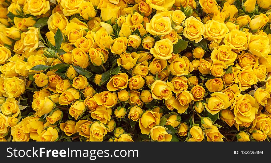 Close Up Of Yellow Roses On The Market