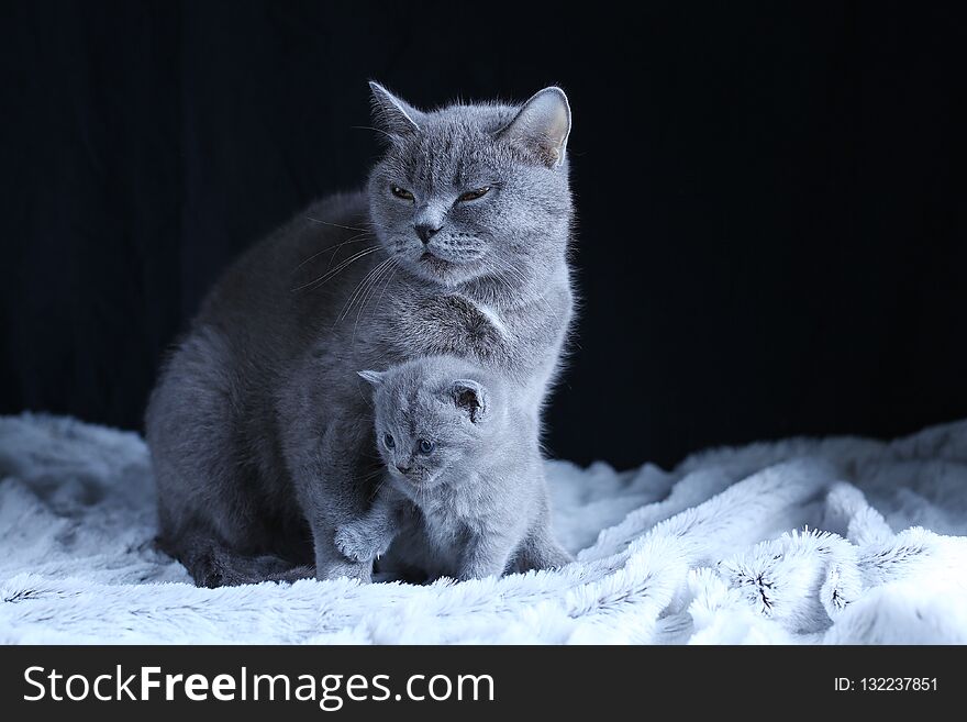 British Shorthair mom cat and kitten, black background copy space. Cute face and fluffy paw. British Shorthair mom cat and kitten, black background copy space. Cute face and fluffy paw