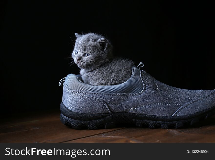 British Shorthair kitten and men shoes, black background, wooden floor. Portrair. British Shorthair kitten and men shoes, black background, wooden floor. Portrair