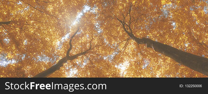 Indian summer forest colorful leaves sunny weather