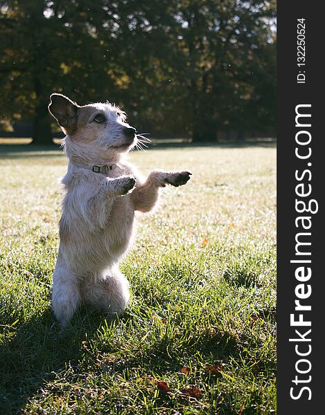 Funny cute dog sit up and beg at a sunny day in the park. Funny cute dog sit up and beg at a sunny day in the park.