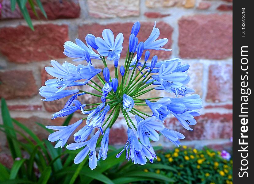 Flower, Blue, Plant, Flora