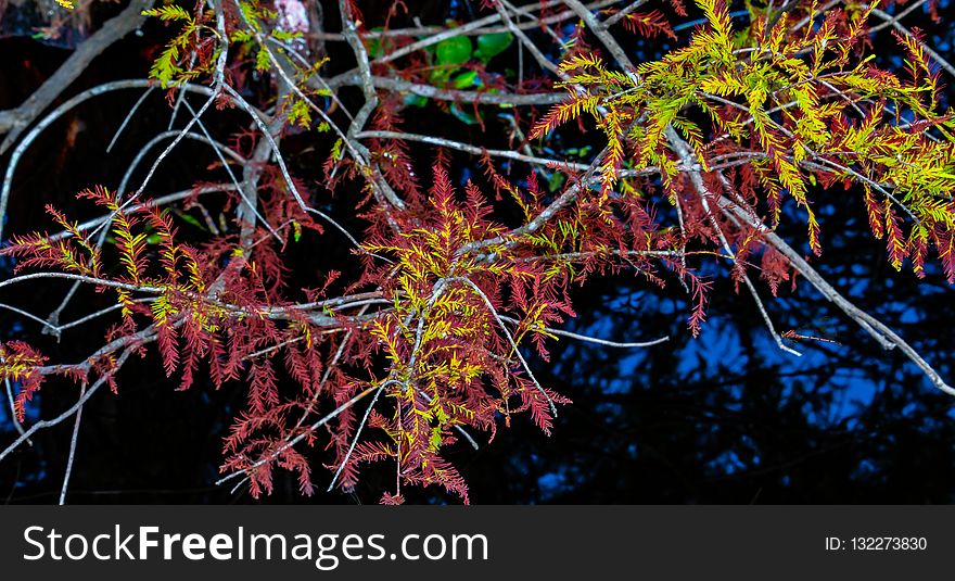 Nature, Leaf, Tree, Plant