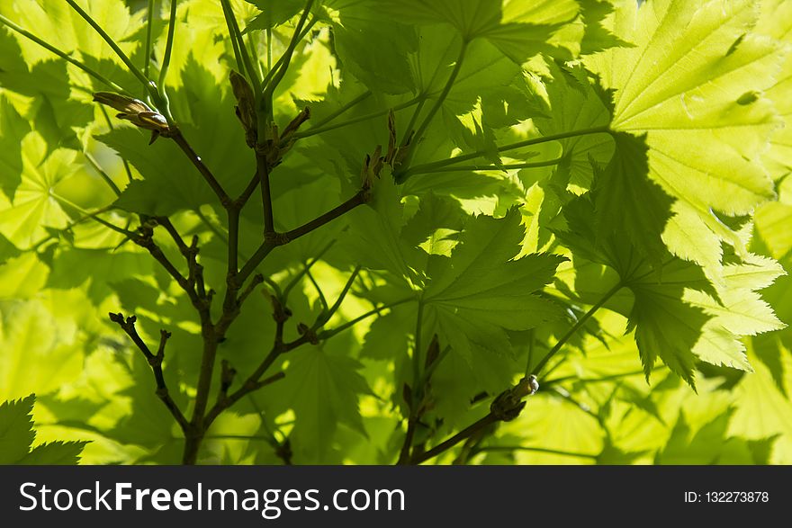 Leaf, Branch, Tree, Vegetation