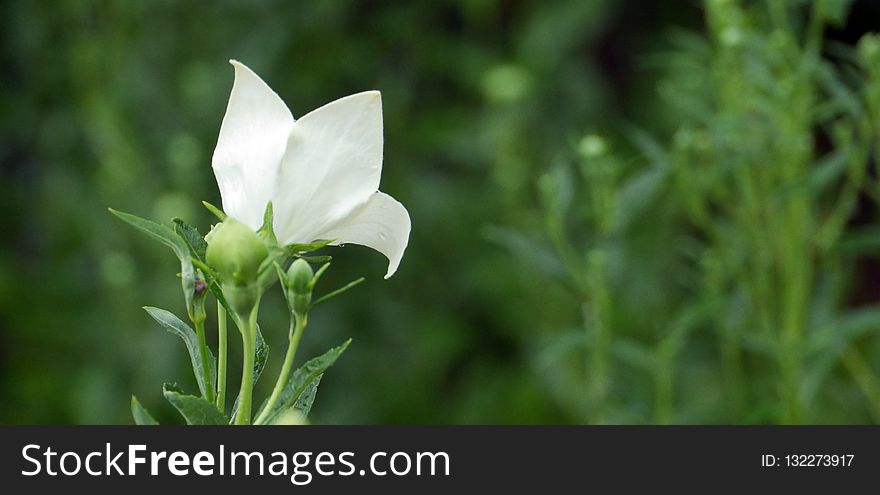 Plant, Flower, Flora, Wildflower