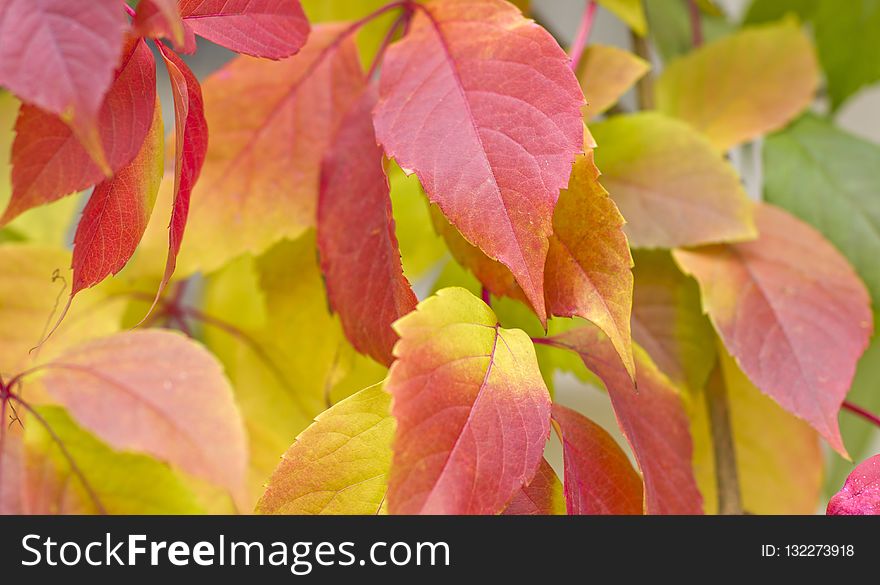 Leaf, Autumn, Close Up, Branch