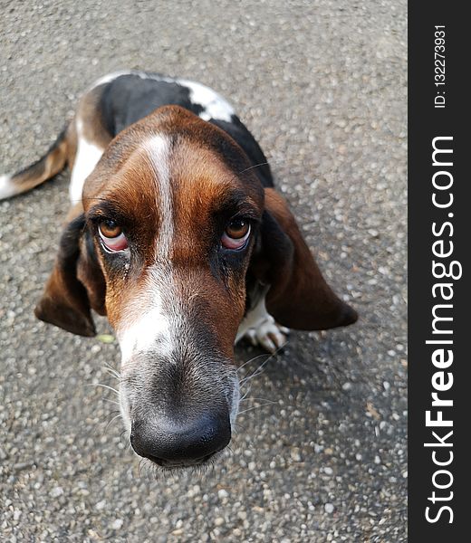 Dog, Dog Breed, Basset Artésien Normand, Finnish Hound