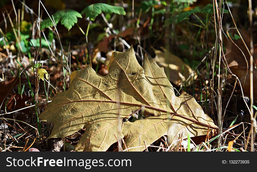 Leaf, Plant, Flora, Autumn