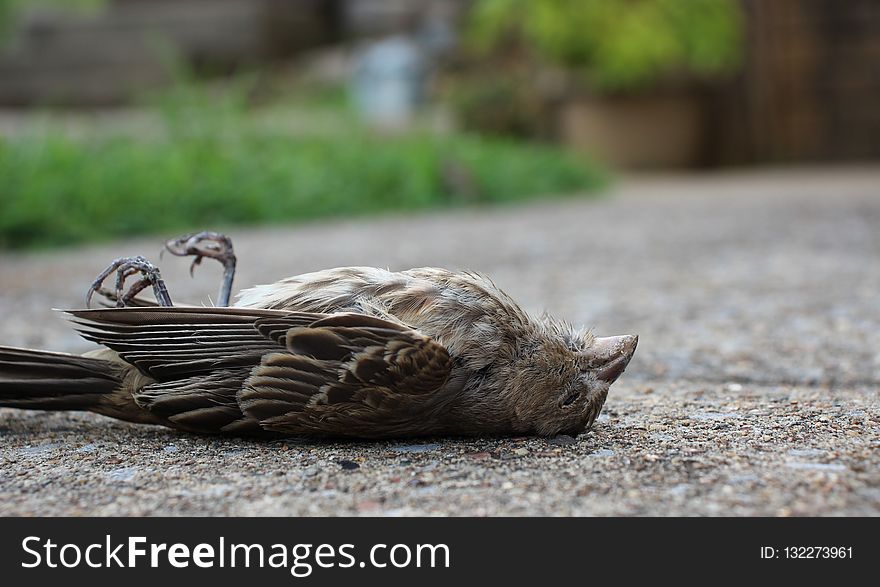 Fauna, Bird, Beak, Water Bird