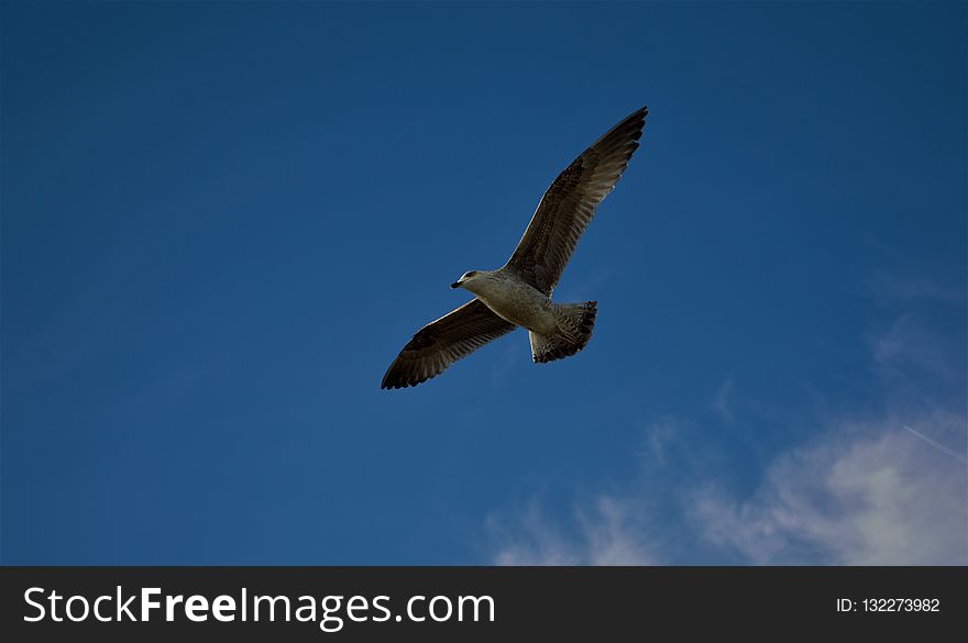 Sky, Bird, Beak, Flight