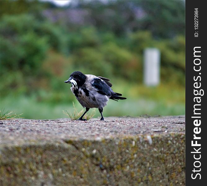 Bird, Fauna, Beak, Wildlife