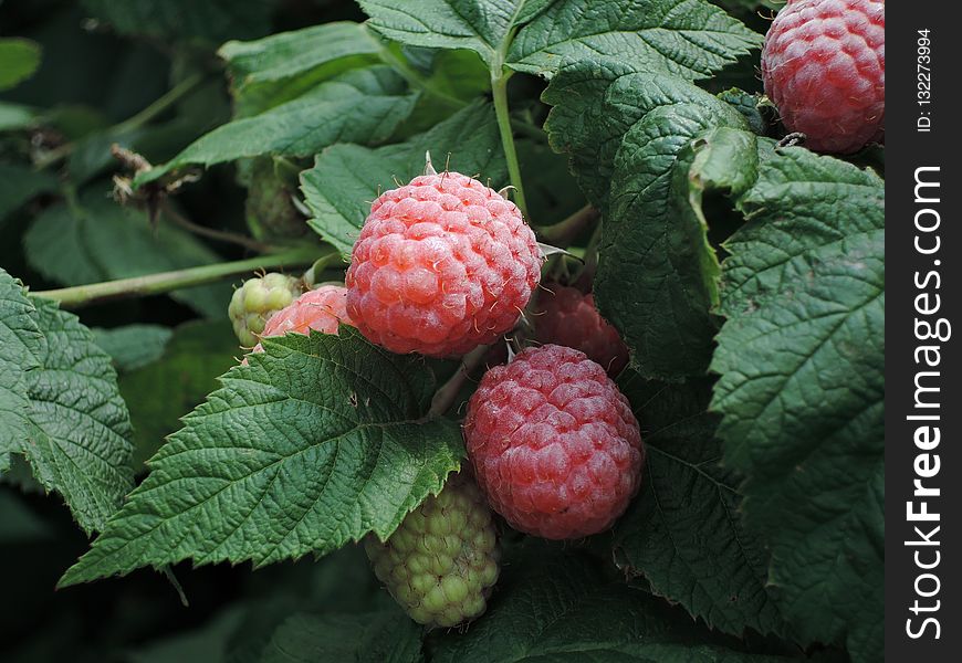 Raspberry, Berry, Raspberries Blackberries And Dewberries, Fruit