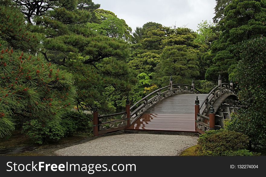 Nature, Vegetation, Tree, Leaf