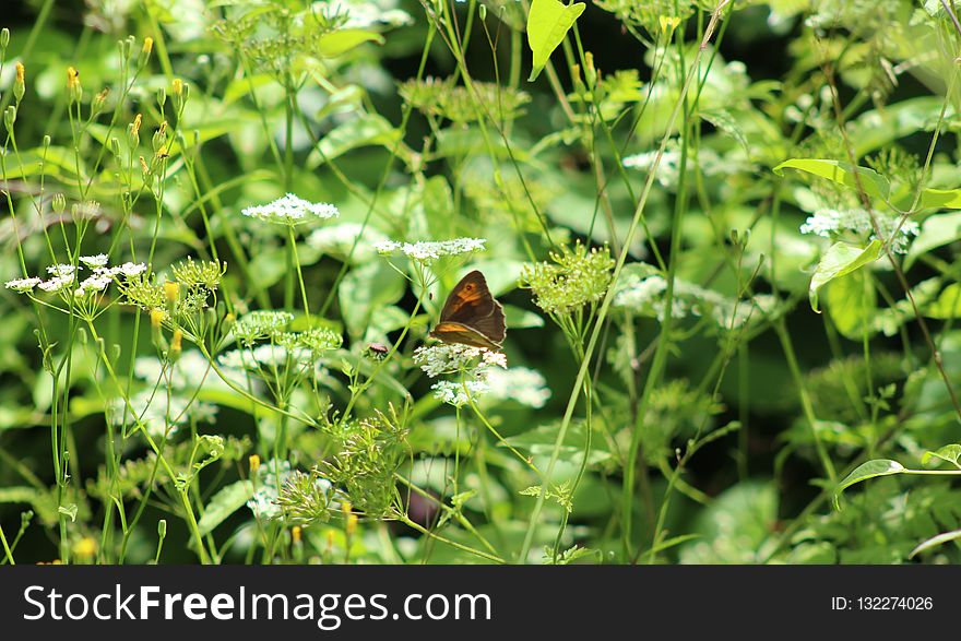 Plant, Flora, Flower, Grass