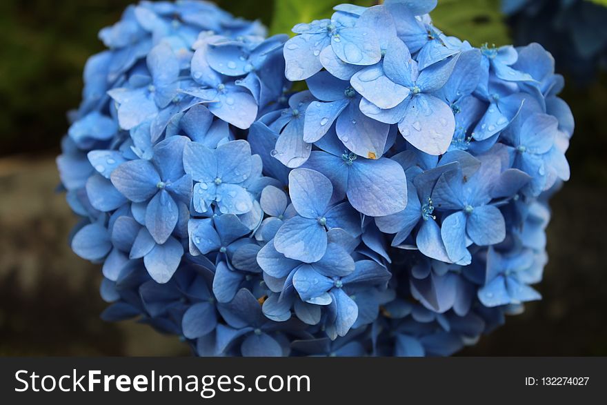 Flower, Blue, Plant, Hydrangea