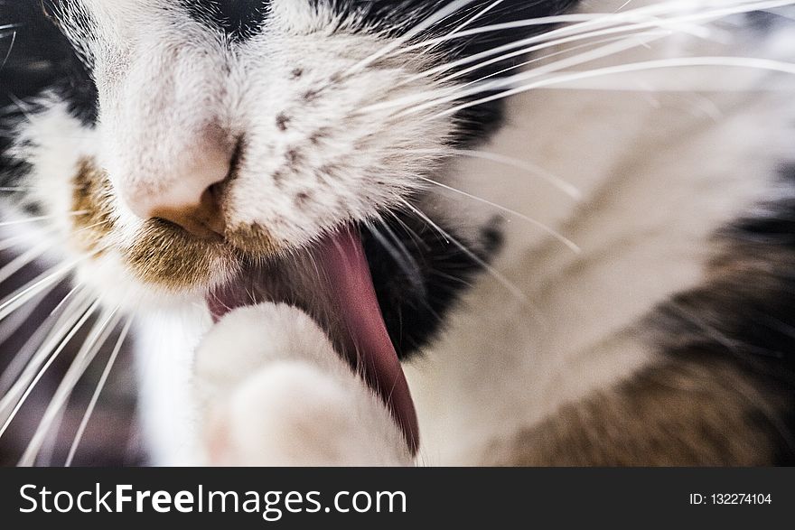 Cat, Whiskers, Facial Expression, Nose