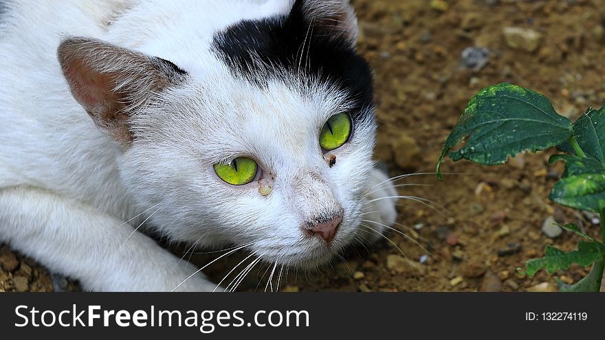 Cat, Fauna, Small To Medium Sized Cats, Whiskers