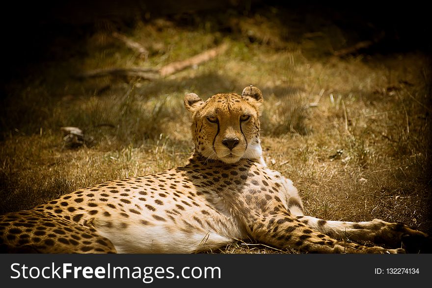 Cheetah, Wildlife, Terrestrial Animal, Fauna