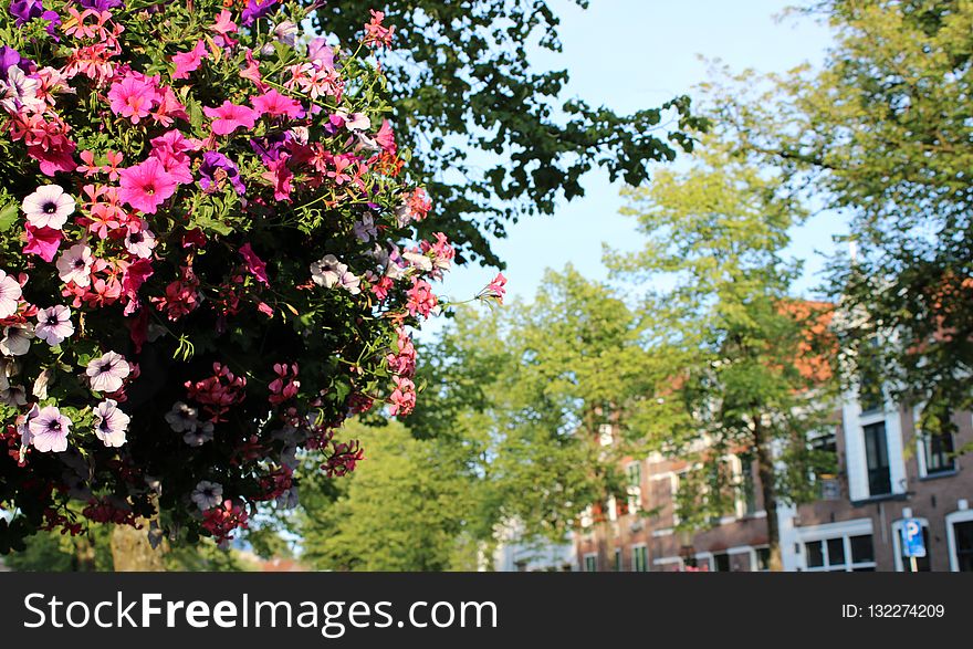 Plant, Flower, Tree, Flora