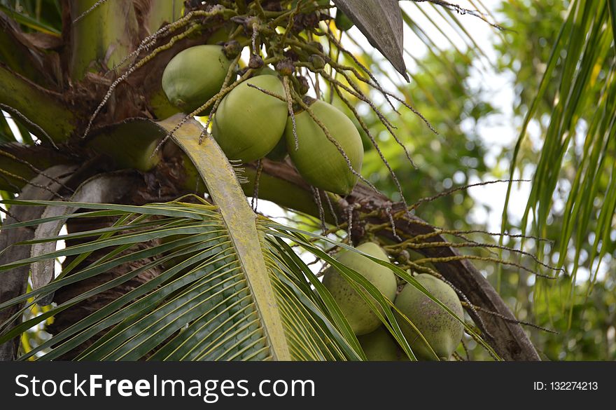 Coconut, Vegetation, Arecales, Tree