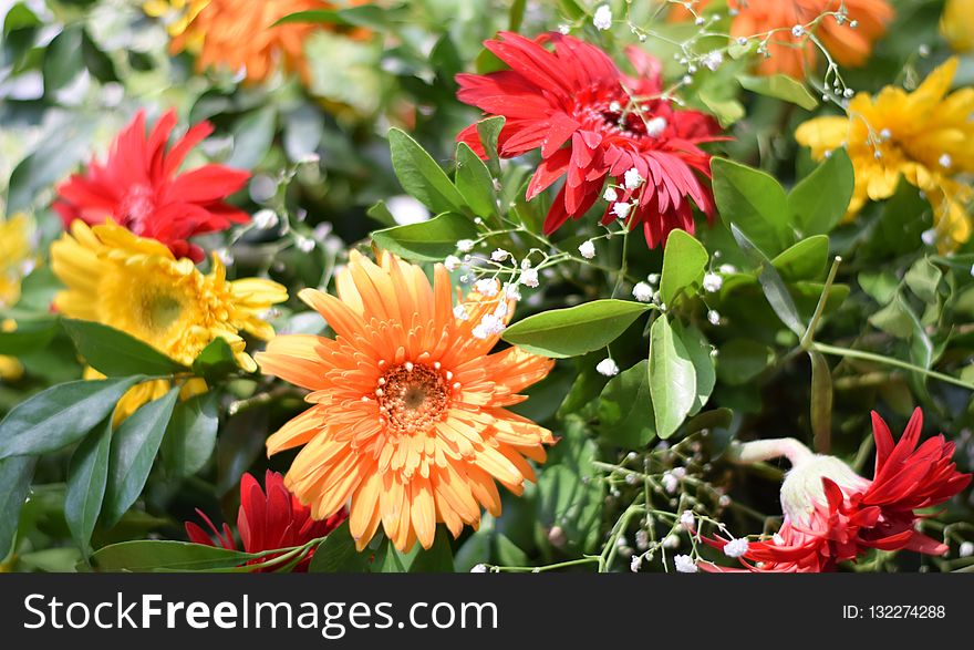 Flower, Plant, Flowering Plant, Annual Plant