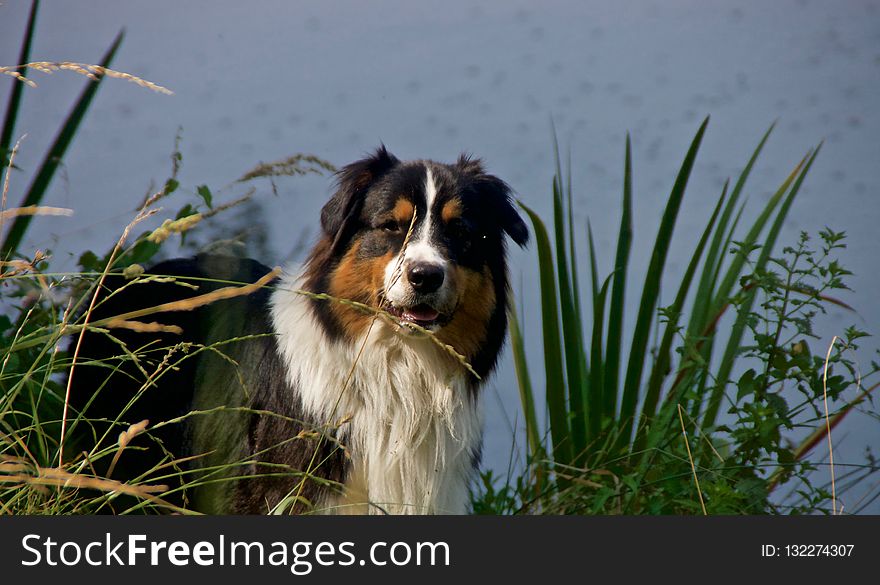 Dog, Dog Like Mammal, Dog Breed, Australian Shepherd