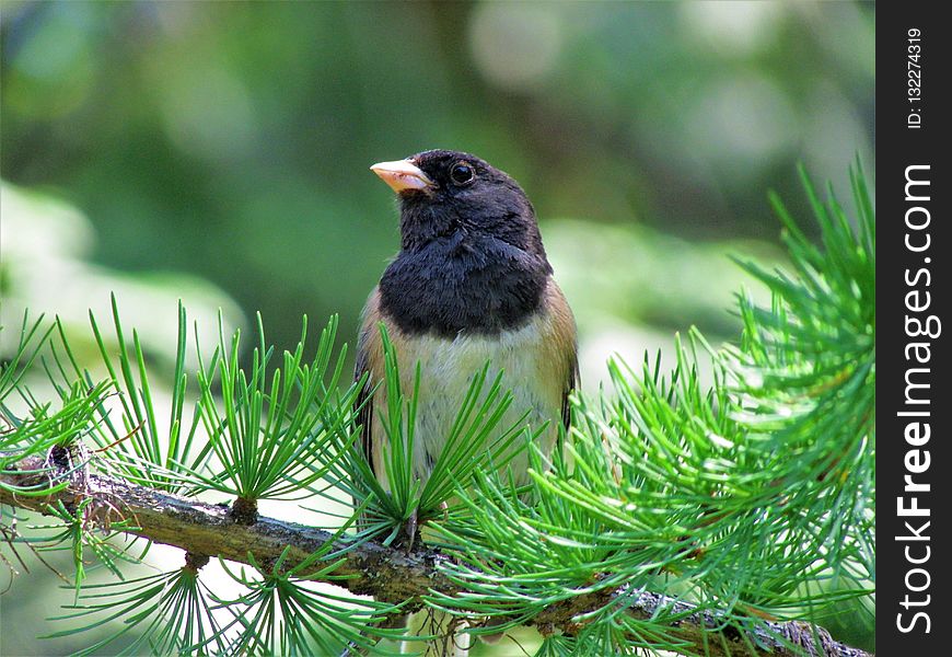 Bird, Beak, Fauna, Old World Flycatcher